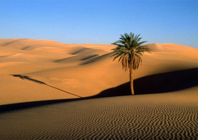 صور صحراء حلوة مع النخيل Palms And Desert Photos- عالم الصور